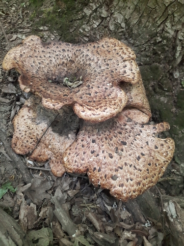 Dryad's Saddle