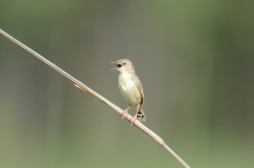Zitting Cisticola