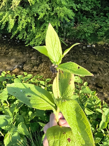 common comfrey
