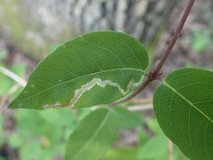 Aulagromyza cornigera