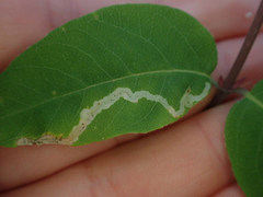 Aulagromyza cornigera