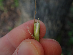 Aulagromyza cornigera