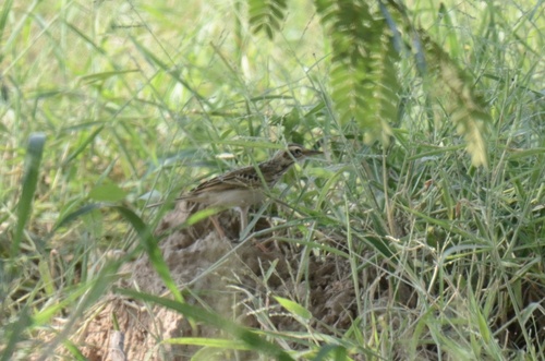 Paddyfield Pipit