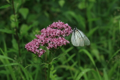 Valeriana amurensis
