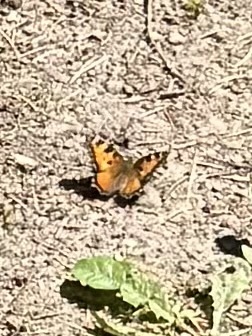 California Tortoiseshell