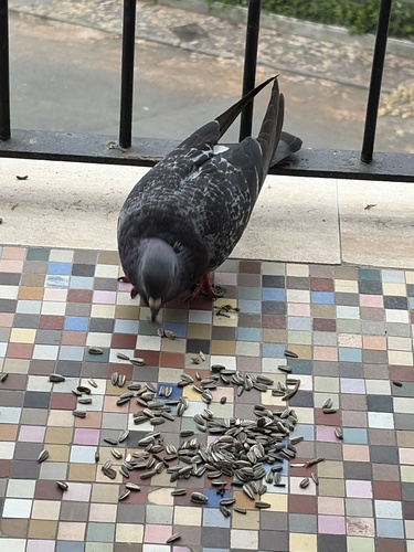 Feral Pigeon