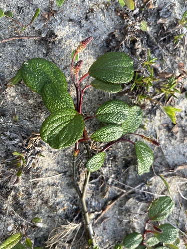 Net-leaved Willow