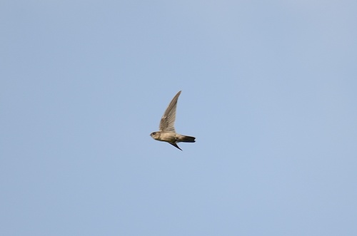 White-nest Swiftlet