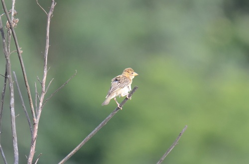 Baya Weaver