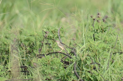 Plain Prinia