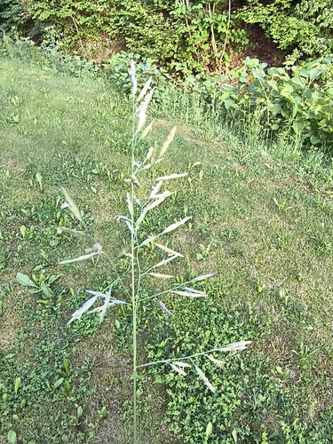 Smooth Brome