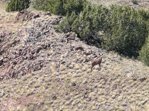 Mule Deer