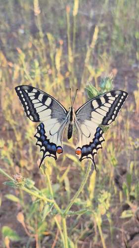 Old World Swallowtail