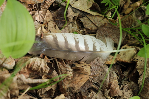 Broad-winged Hawk observed by kay-nah-chi-wah-nung_historical_centre