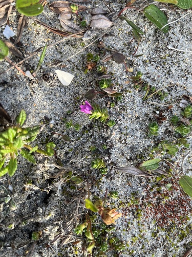 Purple Saxifrage