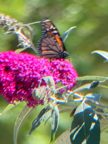 iNaturalist observation photo of Monarch