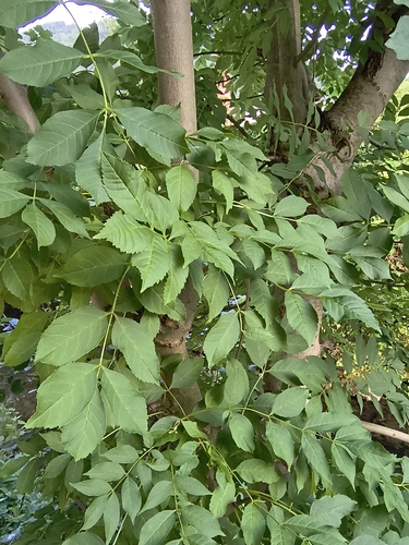 European ash