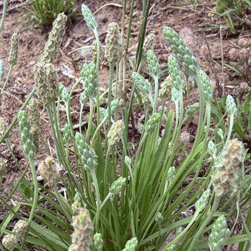 Plantago wrightiana, photograph 2
