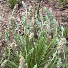 Plantago wrightiana, photograph author not stated, no rights reserved