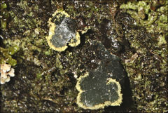 Sticta limbata