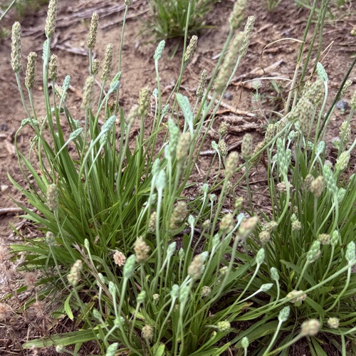 Plantago wrightiana, photograph 3