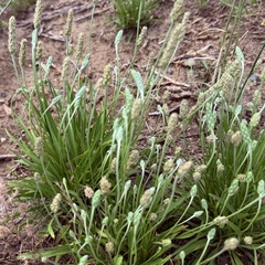 Plantago wrightiana, photograph author not stated, no rights reserved