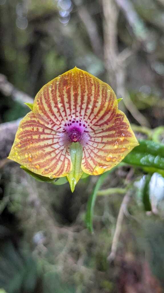 Telipogon saraguroensis