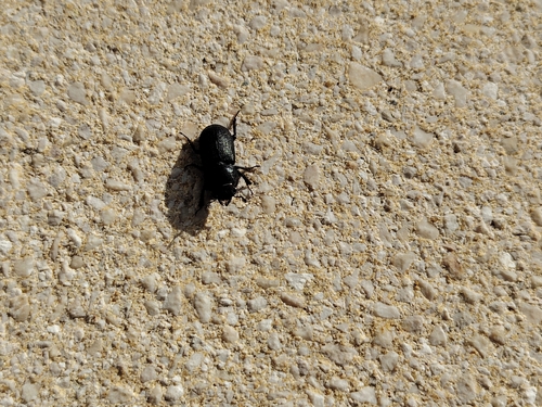 Lesser Stag Beetle