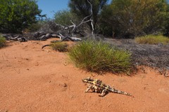 Moloch horridus