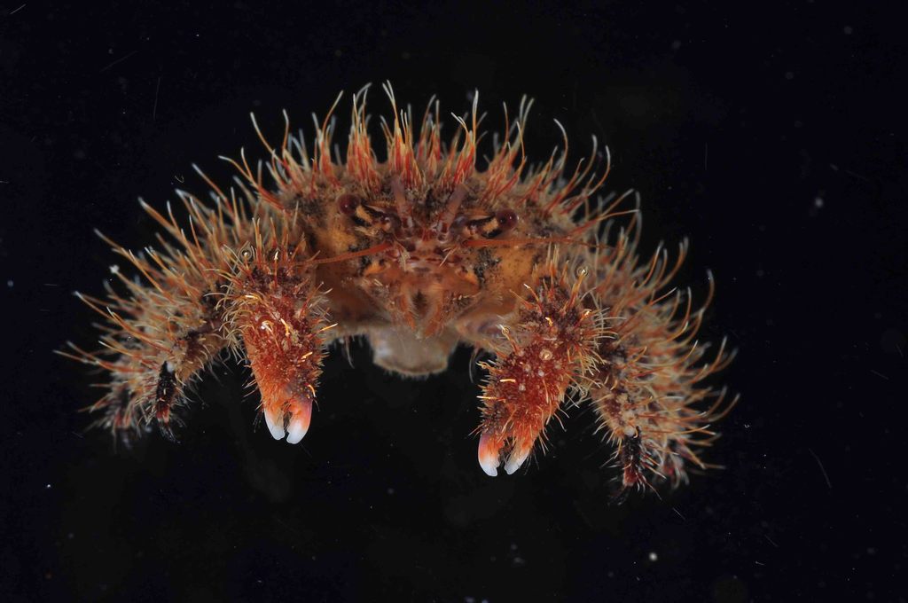 Shaggy Crab