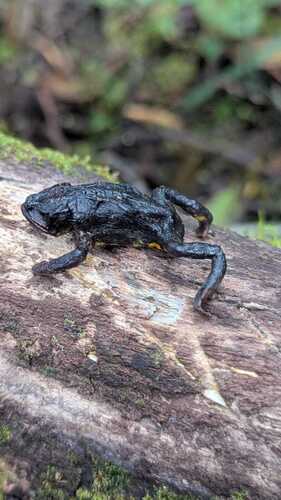 Herveo Plump Toad