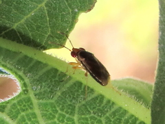 Geocoris ruficeps