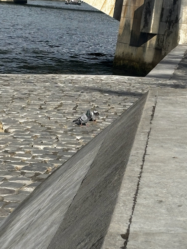 Rock Pigeon