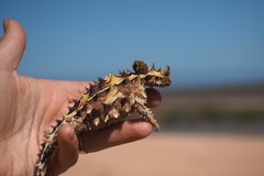 Moloch horridus