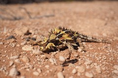 Moloch horridus