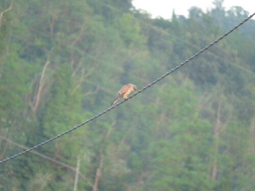 Eurasian Kestrel