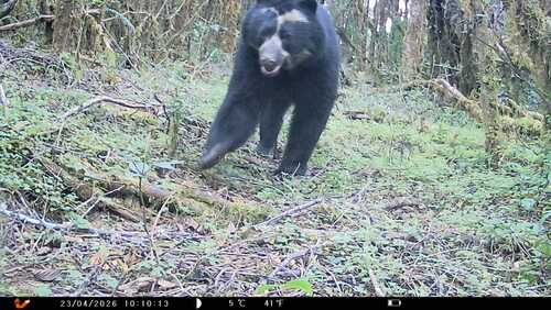 Spectacled Bear
