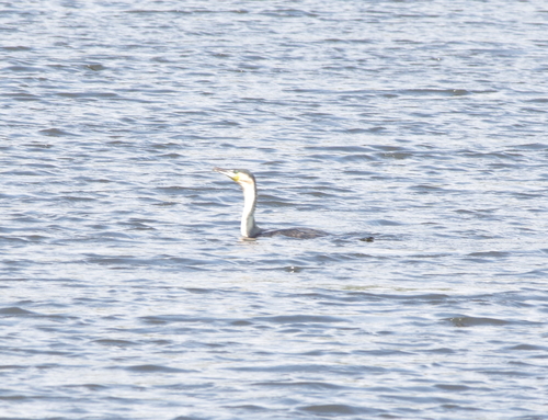 iNaturalist image