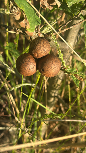 Oak Marble Gall Wasp