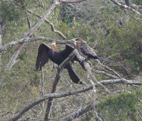 iNaturalist image