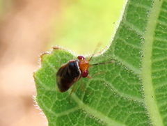 Geocoris ruficeps