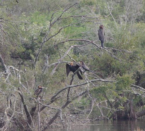 iNaturalist: (c) Craig Peter, some rights reserved (CC BY-NC), uploaded by Craig Peter iNaturalist image
