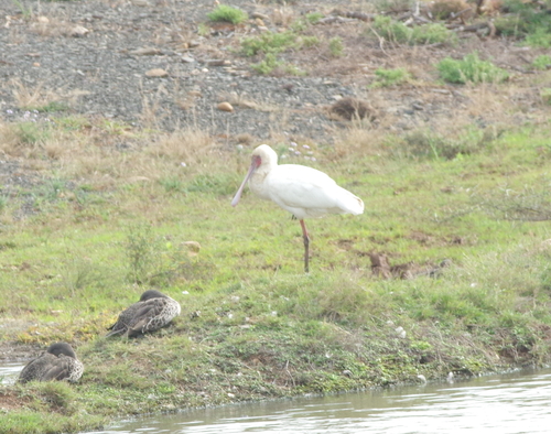 iNaturalist image