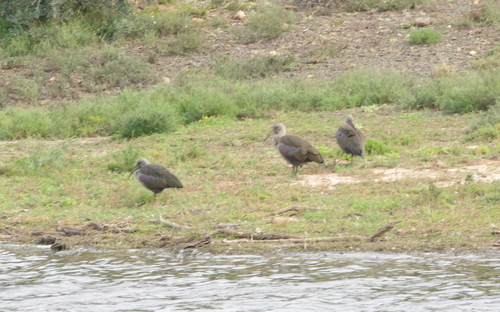 iNaturalist image
