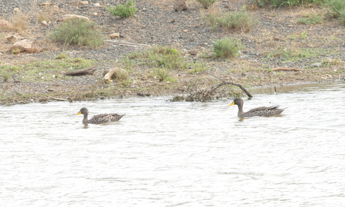 iNaturalist image