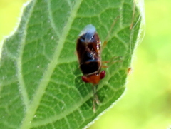 Geocoris ruficeps