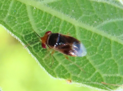 Geocoris ruficeps