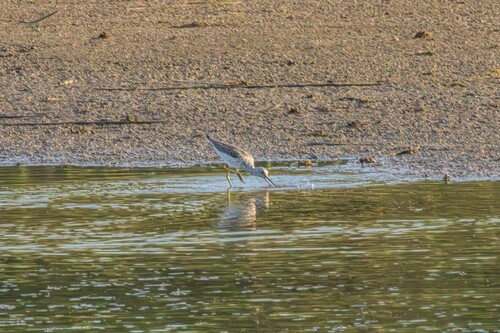 iNaturalist image