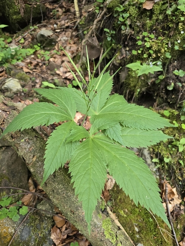 Cardamine pentaphyllos, photograph 5
