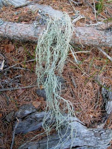 Mountain Oakmoss Lichen